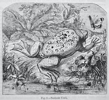 Reptile THE SURINAM TOAD Original Victorian Print by Figuier c1892