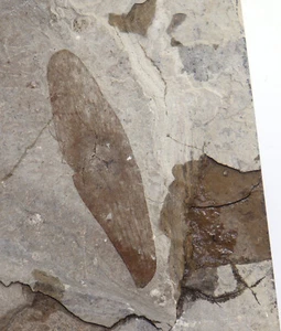 Samen, Ailanthus sp., Tertiär, Green River Fm., Lincoln County, Wyoming,USA-L416 - Picture 1 of 3