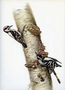 J F Lansdowne DOWNY WOODPECKER wild bird illustration 1968 vintage color print - Picture 1 of 4