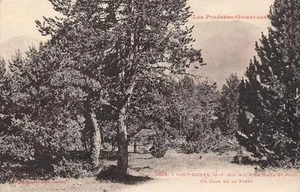 CPA 66 FONT ROMEU LA VILLA SAINT PAUL UN COIN DE LA FORET (cliché pas courant - Picture 1 of 1
