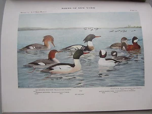 Old 1909 - BIRDS OF NEW YORK - 42 Color ART PRINTS / Plates - State Museum Rpt. - Picture 1 of 10