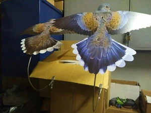 6 SET !! Pigeon Decoy TURTLE DOVE. HD PRINTED THIN FILM DECOY. FREE SHIPPING - Bild 1 von 9