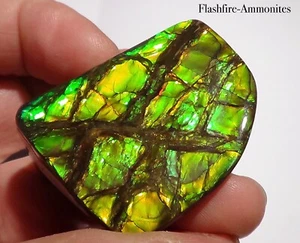 275Carat.!! I Sammler Ammolite /Drachenschuppe Grün-Golden-Orange   + VIDEO - Bild 1 von 8