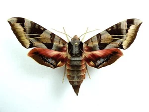 Eumorpha typhon samica - Zdjęcie 1 z 1