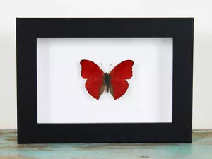Red glider butterfly in a frame - Picture 1 of 2