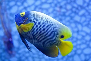 Photo Wall Mural-BLUE ANGELFISH-(3163J)-NON WOVEN-Wallpaper-Sealife Bermuda XXL - Picture 1 of 1