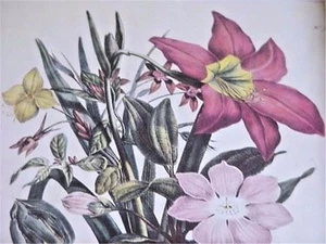 Vintage 1930 Repro of Antique Botanical Print by Oudart Nice Vintage Frame Too! - Picture 1 of 3