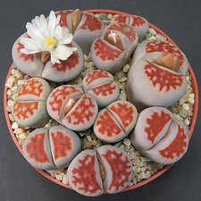 Lithops karasmontana cv. Top Red, one pot full of older plants (7733)