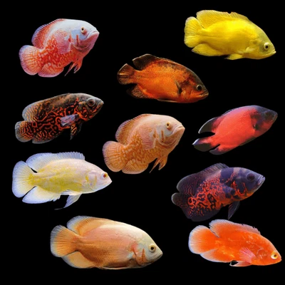 Pack de 5 cíclidos Oscar mixtos vivos para pecera o acuario 2,5"-3,5" Foto 1 de 4