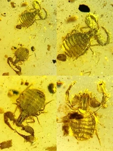 Tres dinosaurios fósiles especiales Pseudoscorpionida burmita ámbar cretácico - Imagen 1 de 6