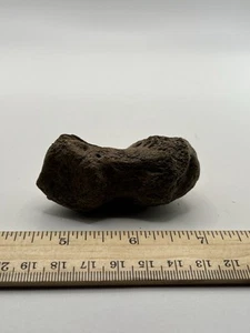 Mammoth Toe Foot Bone Ice Age 12000 Years Old Siberia T4 2.75” X 1.5” - Picture 1 of 5