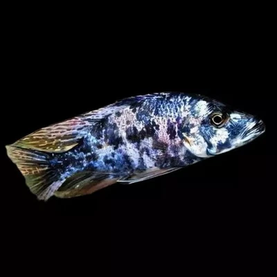 OB Malawi Eye Biter – Dimidiochromis Compressiceps Live Fish 3.5"-4" - Image 1 of 4