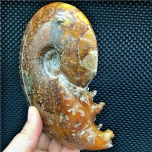 632g Raro Caracola Natural Hecho a Mano Tallado Amonita Fósil Especímenes S838 - Imagen 1 de 11