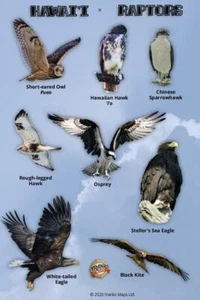 Hawaii Raptors Identification Card - Picture 1 of 2