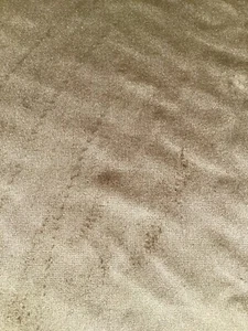 Zimmer & Rhodes Velour, 100% Vicose , W145cm £10 Per Metre - Picture 1 of 2