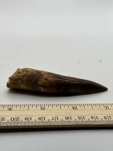 Spinosaurus 3.5” TOOTH  Teeth Dinosaur Fossil before T Rex Cretaceous SC 184 - Picture 1 of 5