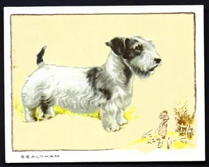 GALLAHER - DOGS (BLOCK, LARGE) - #5 SEALYHAM TERRIER - Picture 1 of 2