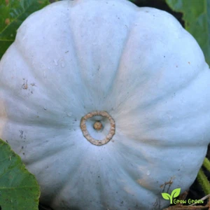 Blue Prince Pumpkin 10 SEEDS - CUCURBITA - Blue Squash + 5 seeds Sunflower - Picture 1 of 3