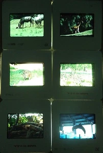 Lot of 6 Slides Original Vintage 35mm Kodak Photo Color Animals Kodachrome - Picture 1 of 10