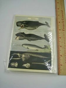 Whale Greetings from Cavallini & Co Blank Greeting Cards, pack of 12 - Picture 1 of 4