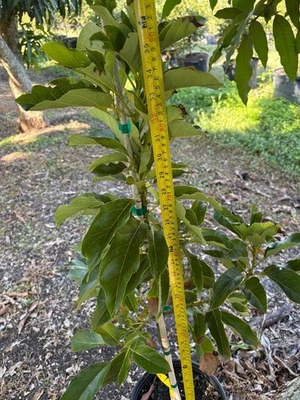 ÁRBOL DE AGUACATE SIMMONDS INJERTADO TIPO A FLORACIÓN Foto 1 de 4
