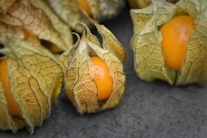 100+ Physalis Peruviana / Golden Ground Cherry / Hawaiian Giant Poha Berry seeds - Picture 1 of 1