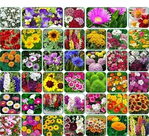 40 Varieties of Flower Seeds Combo For Garden Beautiful Bloom Germination Seeds - Picture 1 of 3
