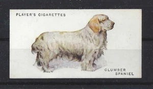 1931 Reino Unido Arthur Wardle Perro Arte Cuerpo Estudio Jugador Tarjeta de Cigarrillo CLUMBER SPANIEL - Imagen 1 de 1