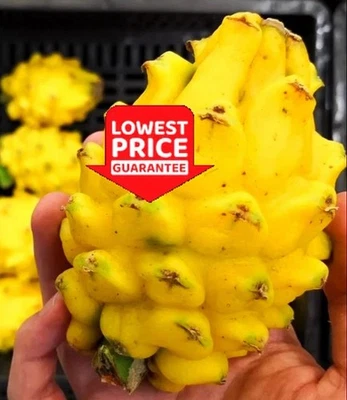 2 Yellow Dragon Fruit Live Plant Hylocereus megalanthus Tropical Starter Plants - Image 1 of 4