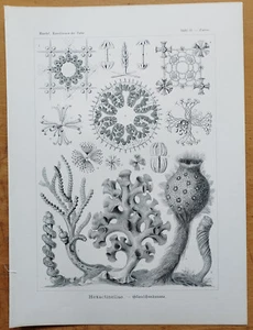 Hexactinellae (35) - Large Original Print Haeckel Kunstformen Folio - 1900 - Picture 1 of 1