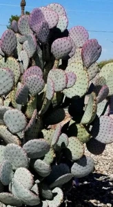 1 Santa Rita Purple Prickly Pear Cactus Opuntia Violacea 1 Cutting 5-6" Arizona - Picture 1 of 7