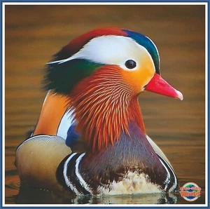 Mandarin Duck 752 Chart Counted Cross Stitch Pattern - Bild 1 von 4