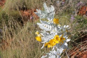 White Cassia - Picture 1 of 1