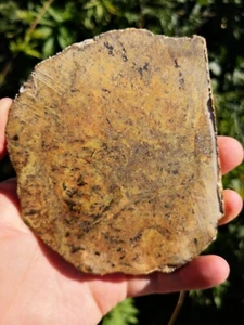 Pounamu Greenstone Nephrite Jade Golden Kokopu Pounamu Slab Natural lapidary - Picture 1 of 9