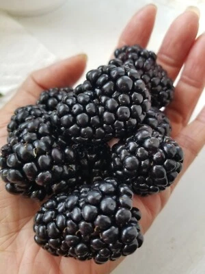 Thornless Blackberry Seeds 15 Triple Crown+15 Chester+15 Natchez - Image 1 of 4