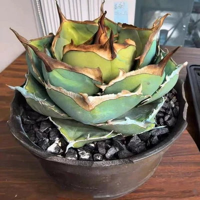 Agave Titanota Juggernaut about 6cm rare Succulent plant - Image 1 of 2