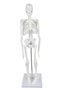 Parco Scientific Desktop Skeleton Model - Picture 1 of 6