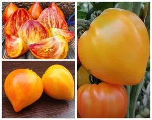 Томат Янтарный барон (Казахстан) семена Tomate Seeds Samen - Picture 1 of 1