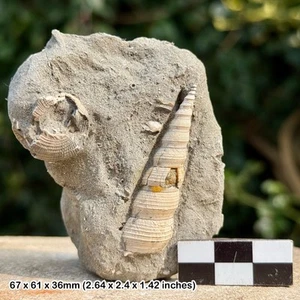 Gastropod Turritella sulcifera Fossil – Barton Beds, Eocene – Alum Bay, Isle of - Foto 1 di 3
