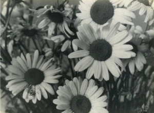 Belgium? Still Life Flowers Daisies Old Art Photo ALF 1944 - Picture 1 of 3