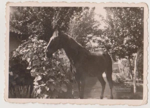 Graceful Elegance: A Majestic Horse Stands Amidst Serene Garden Backdrop Photo - Imagen 1 de 7