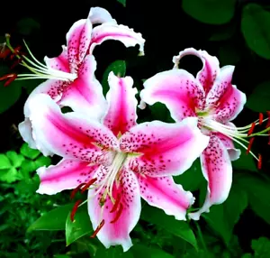 Lily Flower Bulbs 3 Lg Stargazer Pink White Lilies Butterfly Bulb Garden Flowers - Picture 1 of 10