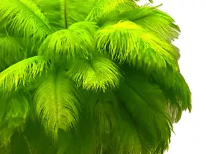 200 plumas - 9-13" Chartreuse avestruz monótono al por mayor centro pieza - Imagen 1 de 9