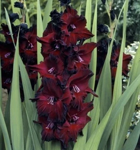 Gladiolus ‘Black Sea’ (3) Bulbs , Burgundy Black Foliage,Velvety Blooms - Picture 1 of 2