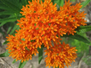 Butterfly Milkweed Seeds 30+ Flower Asclepias Tuberosa PERENNIAL FREE SHIPPING - Picture 1 of 2