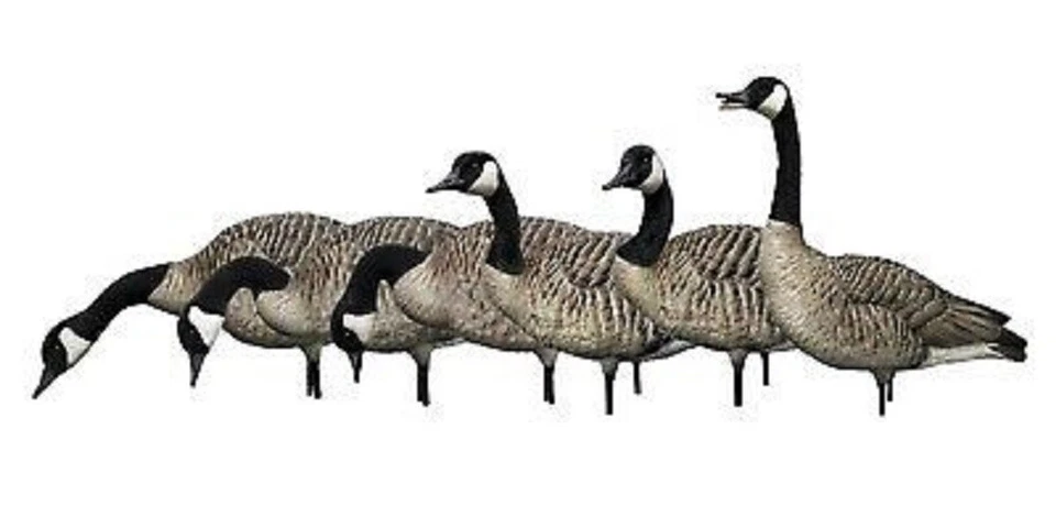 Avian-X Premium Decoys AXP Honkers Fusion Pack 6 Different Postures - Image 1 of 1