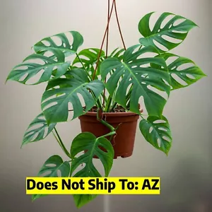 Monstera Adansonii Swiss Cheese Plant Live 17-20" Overall Height 8" Hanging Pot - Picture 1 of 11