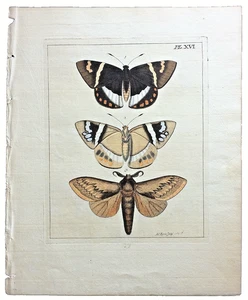 VERY RARE 1770 Dru DRURY Vol. I Three Moths Licus & Otus HC/Copper Plate XVI - Picture 1 of 9