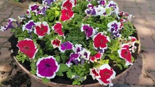 Petunia Hulahoop Series Mix 25 seeds