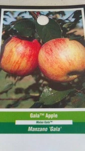 GALA  APPLE Fruit Tree Plant Live Trees Juicy Fresh Apples Home Garden Orchard - Picture 1 of 1